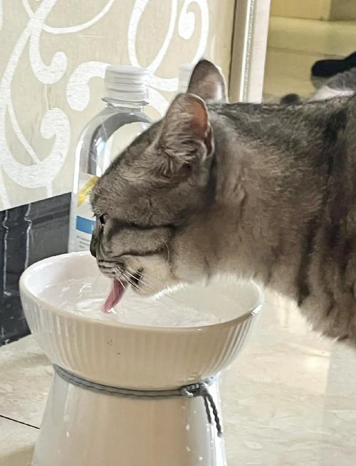 猫咪可以喝矿泉水吗,猫咪应该喝什么水?-第1张图片-后鲨宠物 猫咪可以喝矿泉水吗,猫咪应该喝什么水?-第1张图片-后鲨宠物