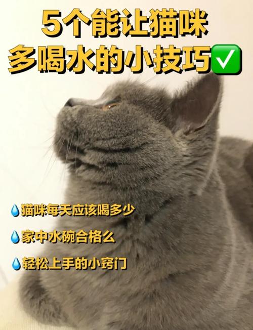 猫咪可以喝矿泉水吗,猫咪应该喝什么水?-第2张图片-后鲨宠物 猫咪可以喝矿泉水吗,猫咪应该喝什么水?-第2张图片-后鲨宠物