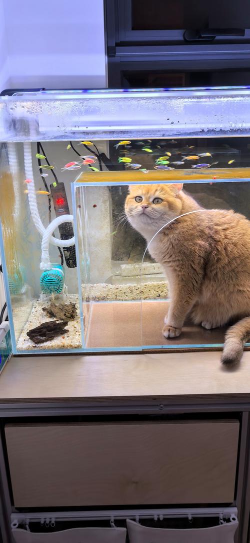 猫咪可以喝矿泉水吗,猫咪应该喝什么水?-第3张图片-后鲨宠物 猫咪可以喝矿泉水吗,猫咪应该喝什么水?-第3张图片-后鲨宠物