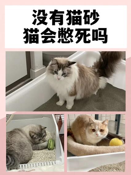 猫咪没有猫砂会憋多久,如果没有猫砂猫会一直憋着吗-第1张图片-后鲨宠物 猫咪没有猫砂会憋多久,如果没有猫砂猫会一直憋着吗-第1张图片-后鲨宠物