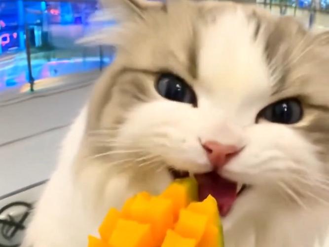猫咪可以吃芒果干吗_猫咪可以吃芒果干吗ma-第3张图片-后鲨宠物 猫咪可以吃芒果干吗_猫咪可以吃芒果干吗ma-第3张图片-后鲨宠物
