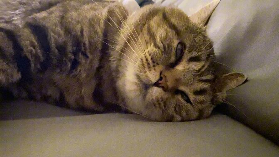 猫咪为什么会呼噜，猫为什么会呼噜叫？-第2张图片-后鲨宠物