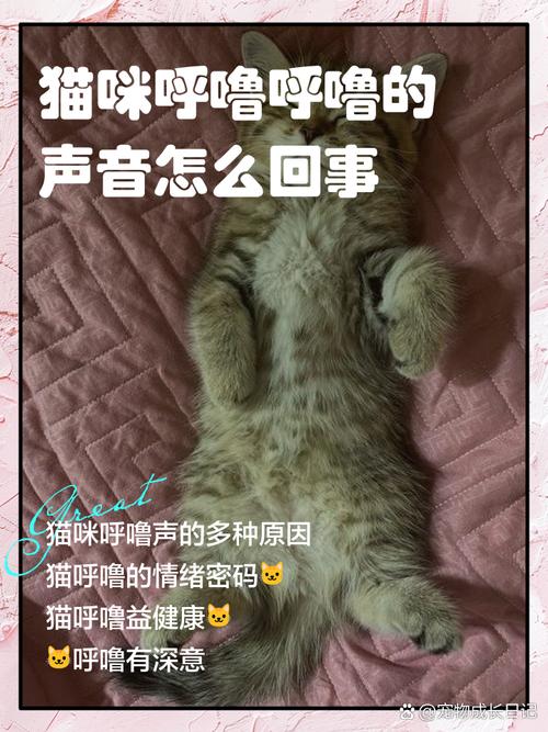 猫咪为什么会呼噜，猫为什么会呼噜叫？-第4张图片-后鲨宠物
