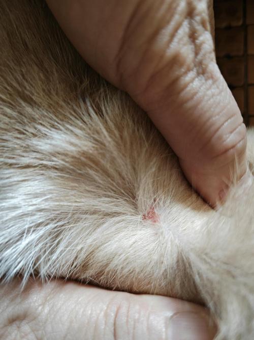 猫咪身上有小疙瘩_猫咪身上有小疙瘩能挤出白色东西-第2张图片-后鲨宠物 猫咪身上有小疙瘩_猫咪身上有小疙瘩能挤出白色东西-第2张图片-后鲨宠物