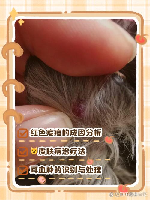 猫咪身上有小疙瘩_猫咪身上有小疙瘩能挤出白色东西-第5张图片-后鲨宠物 猫咪身上有小疙瘩_猫咪身上有小疙瘩能挤出白色东西-第5张图片-后鲨宠物