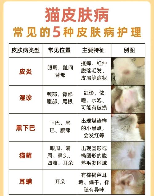 猫咪身上有小疙瘩_猫咪身上有小疙瘩能挤出白色东西-第6张图片-后鲨宠物 猫咪身上有小疙瘩_猫咪身上有小疙瘩能挤出白色东西-第6张图片-后鲨宠物