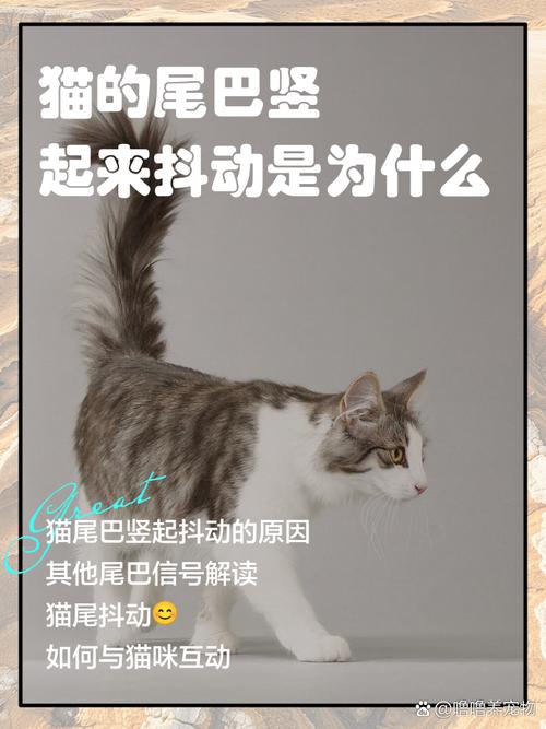 猫咪的尾巴竖起来，猫尾巴竖起来是害怕吗？-第3张图片-后鲨宠物