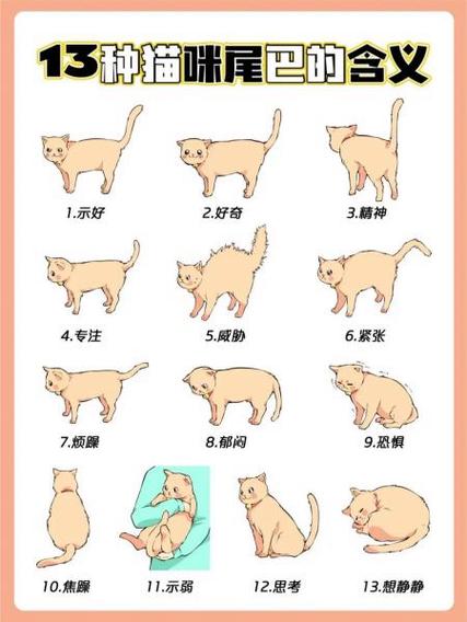 猫咪的尾巴竖起来，猫尾巴竖起来是害怕吗？-第4张图片-后鲨宠物