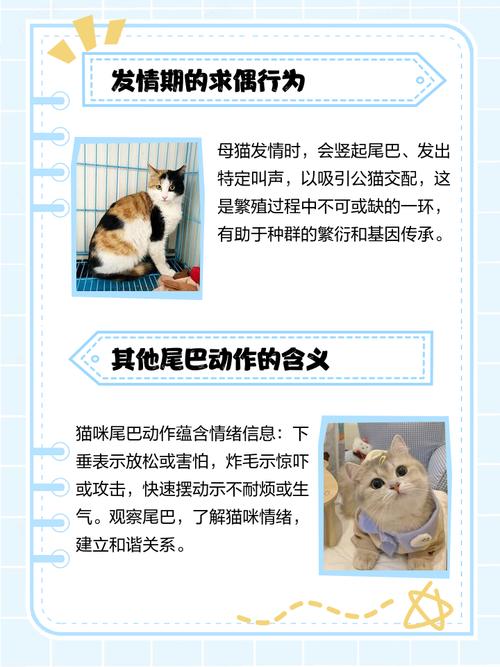 猫咪的尾巴竖起来，猫尾巴竖起来是害怕吗？-第5张图片-后鲨宠物