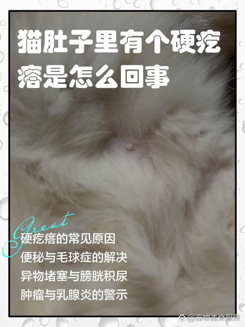 猫咪肚子硬硬的_猫咪肚子硬硬的一摸就叫-第2张图片-后鲨宠物 猫咪肚子硬硬的_猫咪肚子硬硬的一摸就叫-第2张图片-后鲨宠物