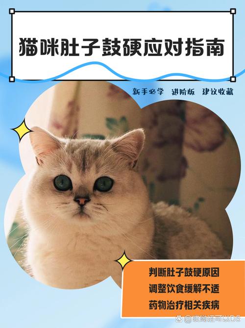猫咪肚子硬硬的_猫咪肚子硬硬的一摸就叫-第3张图片-后鲨宠物 猫咪肚子硬硬的_猫咪肚子硬硬的一摸就叫-第3张图片-后鲨宠物