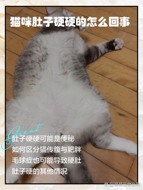 猫咪肚子硬硬的_猫咪肚子硬硬的一摸就叫-第4张图片-后鲨宠物 猫咪肚子硬硬的_猫咪肚子硬硬的一摸就叫-第4张图片-后鲨宠物