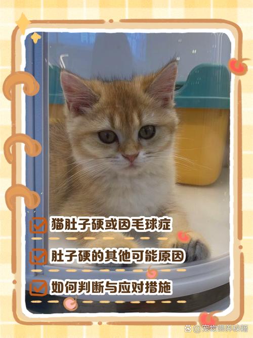 猫咪肚子硬硬的_猫咪肚子硬硬的一摸就叫-第5张图片-后鲨宠物 猫咪肚子硬硬的_猫咪肚子硬硬的一摸就叫-第5张图片-后鲨宠物