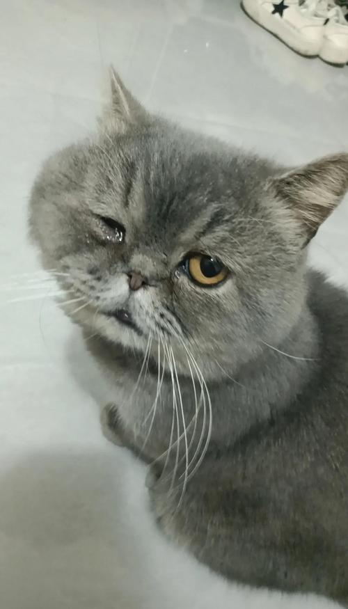 猫咪脸肿了怎么回事_猫咪脸肿了怎么回事很硬-第2张图片-后鲨宠物 猫咪脸肿了怎么回事_猫咪脸肿了怎么回事很硬-第2张图片-后鲨宠物