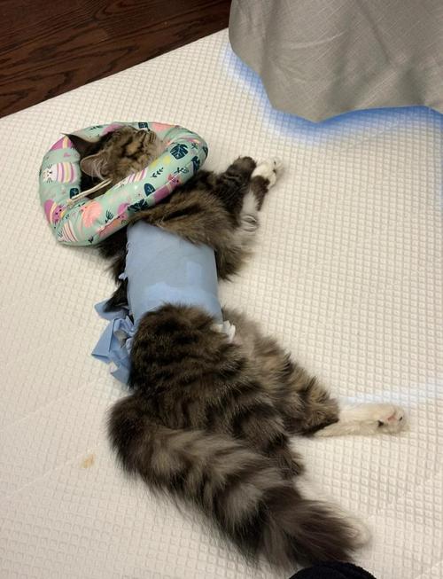 猫咪什么时候绝育好，猫咪什么时候绝育好一点？-第2张图片-后鲨宠物