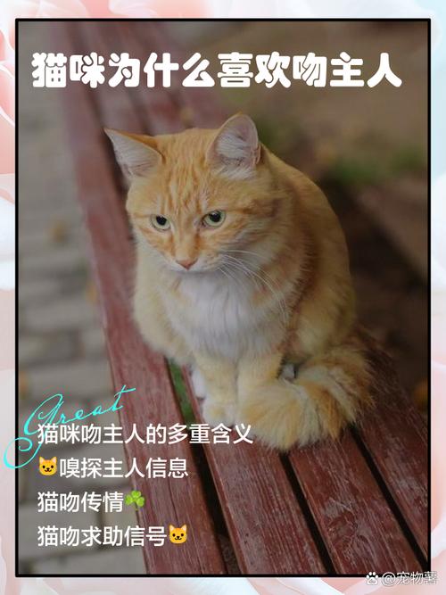  猫咪为什么不喜欢被亲，为什么猫不爱让人亲