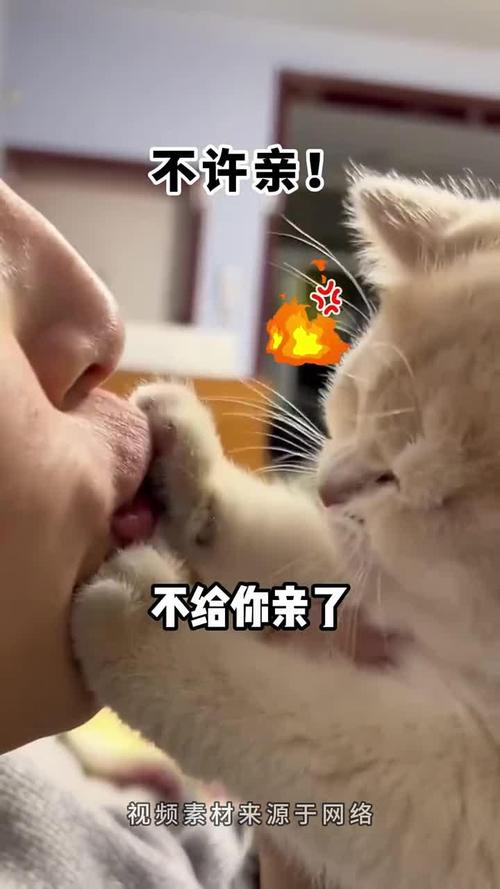  猫咪为什么不喜欢被亲，为什么猫不爱让人亲-第2张图片-后鲨宠物