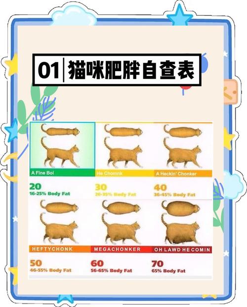 怎么把猫咪养肥_怎么把猫咪养肥好