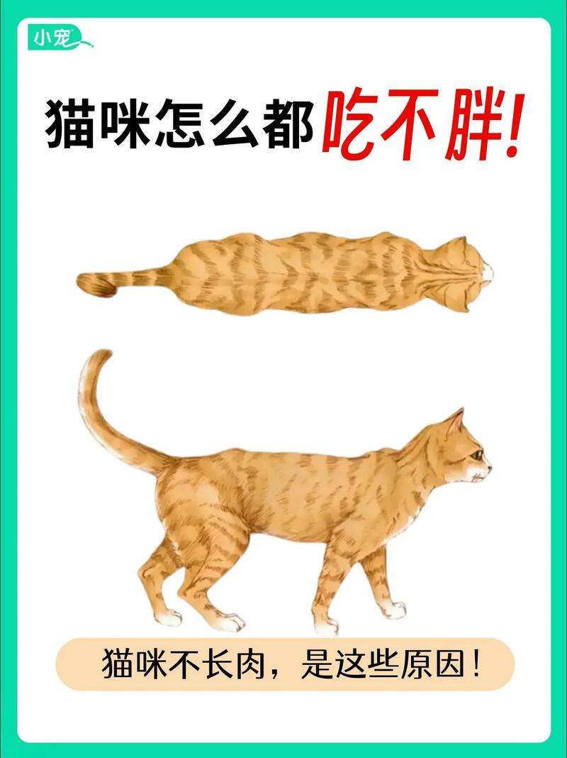 怎么把猫咪养肥_怎么把猫咪养肥好-第2张图片-后鲨宠物