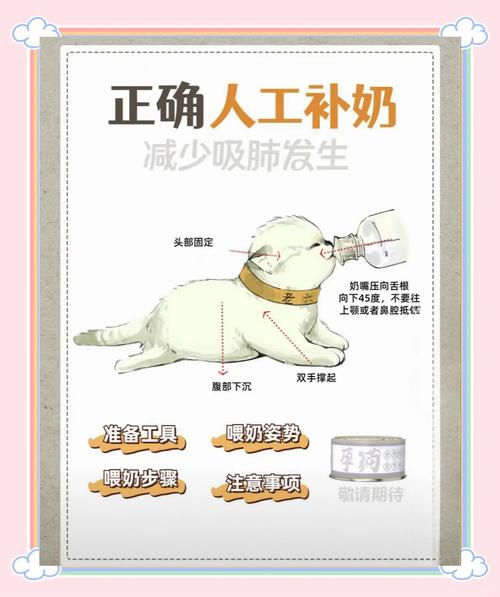 怎么把猫咪养肥_怎么把猫咪养肥好-第5张图片-后鲨宠物