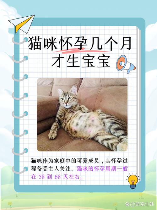 猫咪几个月生小猫,母猫要生产前提示主人-第4张图片-后鲨宠物 猫咪几个月生小猫,母猫要生产前提示主人-第4张图片-后鲨宠物