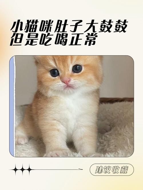 猫咪变瘦了是怎么回事,猫咪变瘦怎么会事-第4张图片-后鲨宠物 猫咪变瘦了是怎么回事,猫咪变瘦怎么会事-第4张图片-后鲨宠物