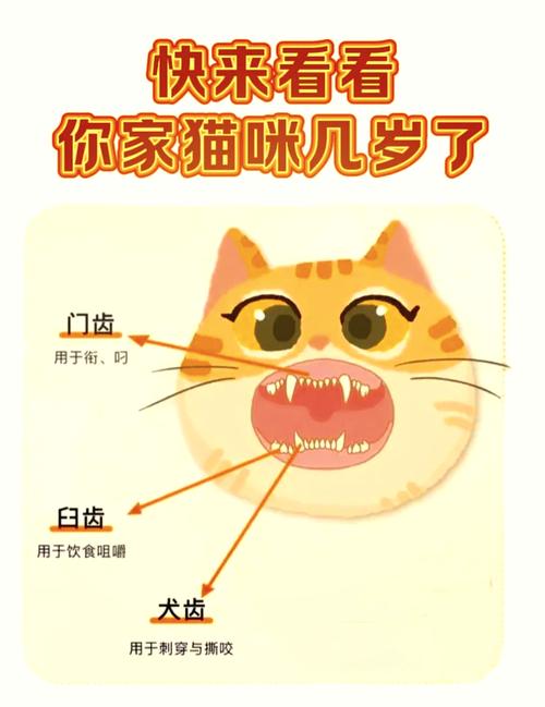猫猫什么时候换牙_猫咪什么时候开始换牙 持续多久-第3张图片-后鲨宠物