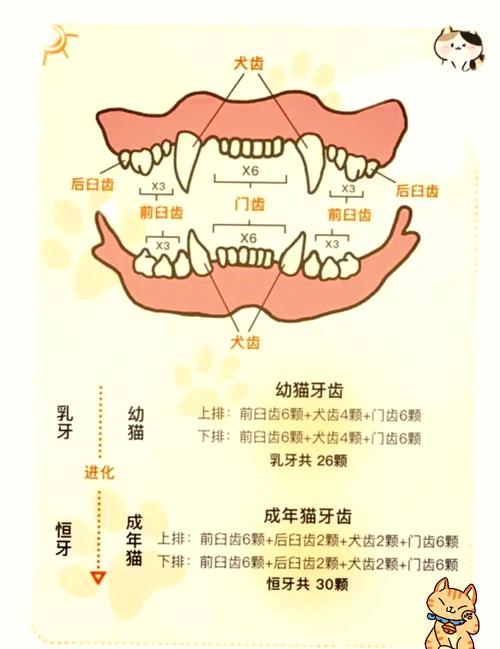 猫猫什么时候换牙_猫咪什么时候开始换牙 持续多久-第4张图片-后鲨宠物