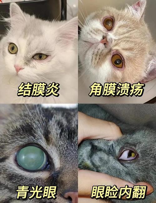  猫咪得猫藓怎么办，猫咪得猫藓怎么治