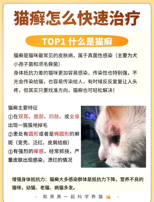 猫咪得猫藓怎么办,猫咪得猫藓怎么治-第5张图片-后鲨宠物 猫咪得猫藓怎么办,猫咪得猫藓怎么治-第5张图片-后鲨宠物