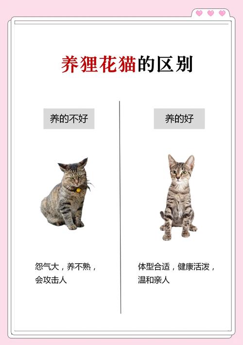  猫咪可以喝柠檬水吗，猫可不可以喝柠檬茶
