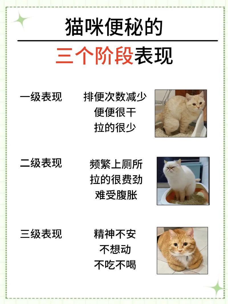 猫咪便秘的表现,猫咪便秘的表现有哪些?-第4张图片-后鲨宠物 猫咪便秘的表现,猫咪便秘的表现有哪些?-第4张图片-后鲨宠物