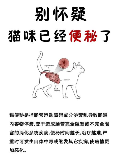 猫咪便秘的表现,猫咪便秘的表现有哪些?-第5张图片-后鲨宠物 猫咪便秘的表现,猫咪便秘的表现有哪些?-第5张图片-后鲨宠物