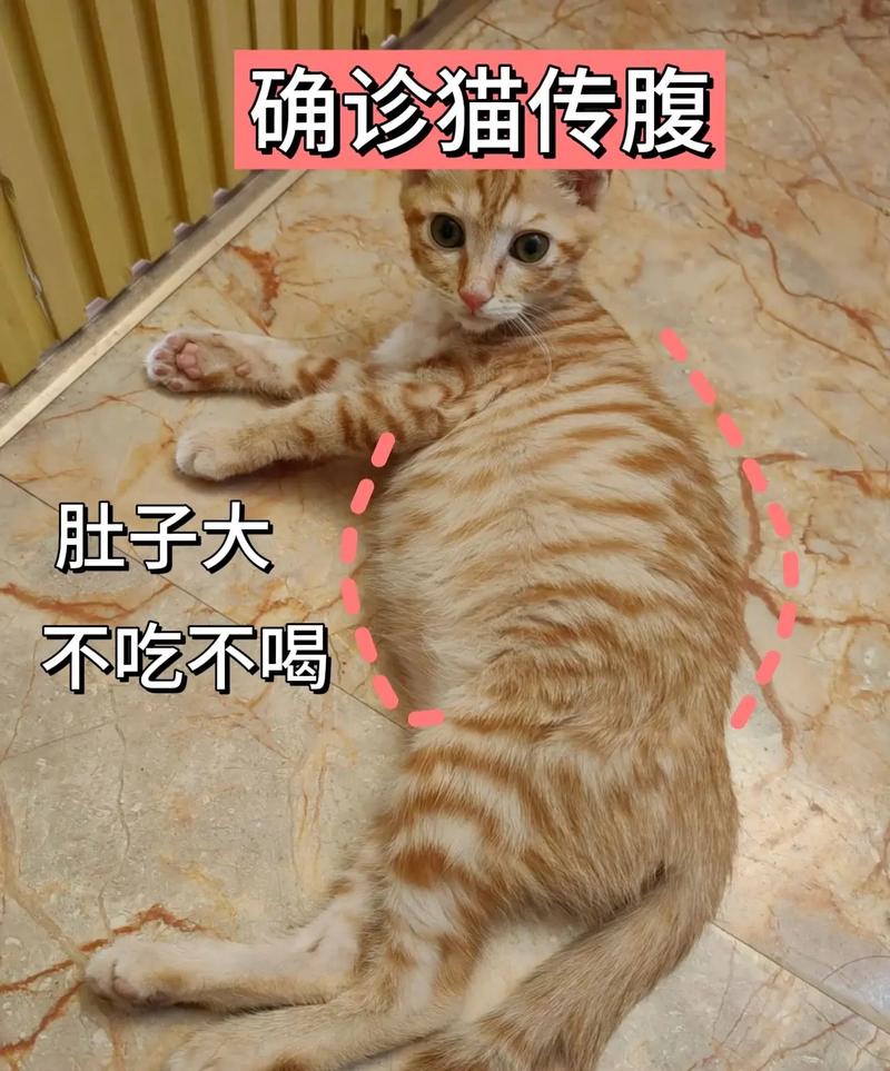 猫猫流口水是什么原因，猫猫流口水什么情况？-第2张图片-后鲨宠物