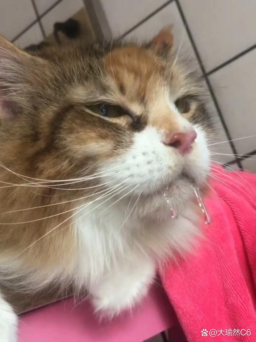猫猫流口水是什么原因，猫猫流口水什么情况？-第4张图片-后鲨宠物