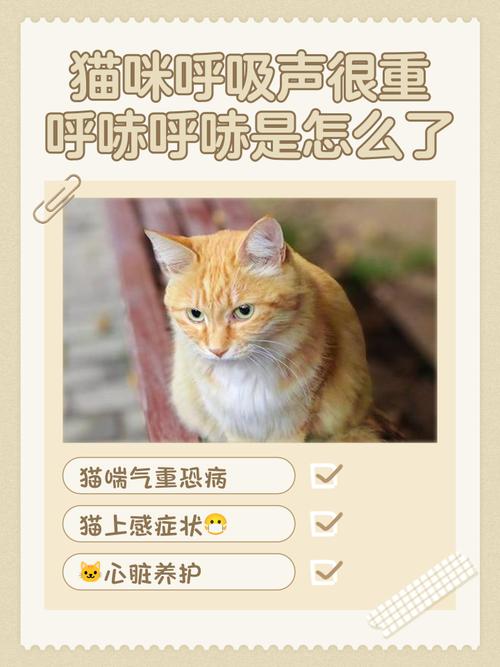 猫咪呼吸声音大_猫咪呼吸声音大好像鼻塞-第4张图片-后鲨宠物 猫咪呼吸声音大_猫咪呼吸声音大好像鼻塞-第4张图片-后鲨宠物
