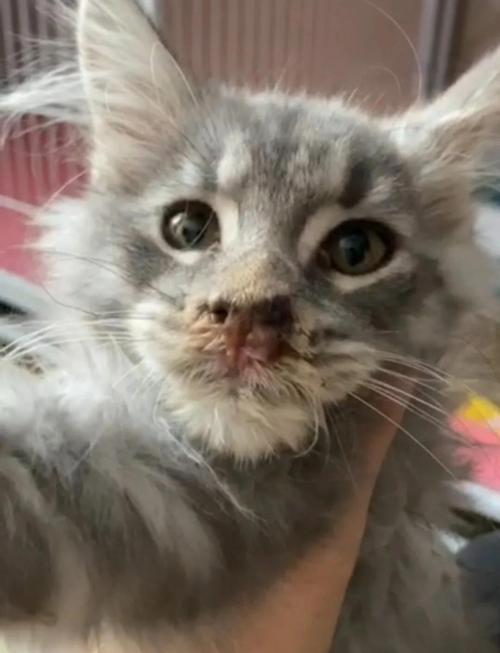 猫咪杯状病毒症状,猫咪杯状病毒症状怎么引起?-第1张图片-后鲨宠物 猫咪杯状病毒症状,猫咪杯状病毒症状怎么引起?-第1张图片-后鲨宠物