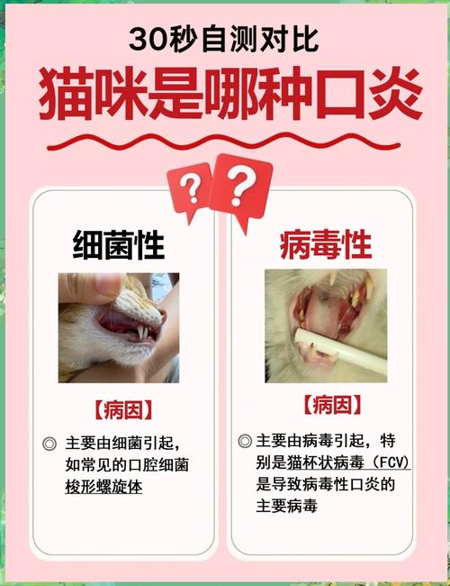 猫咪杯状病毒症状,猫咪杯状病毒症状怎么引起?-第2张图片-后鲨宠物 猫咪杯状病毒症状,猫咪杯状病毒症状怎么引起?-第2张图片-后鲨宠物