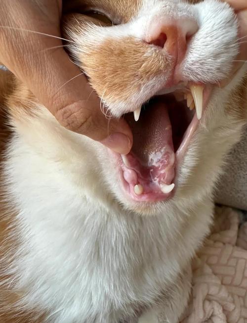 猫咪杯状病毒症状,猫咪杯状病毒症状怎么引起?-第4张图片-后鲨宠物 猫咪杯状病毒症状,猫咪杯状病毒症状怎么引起?-第4张图片-后鲨宠物