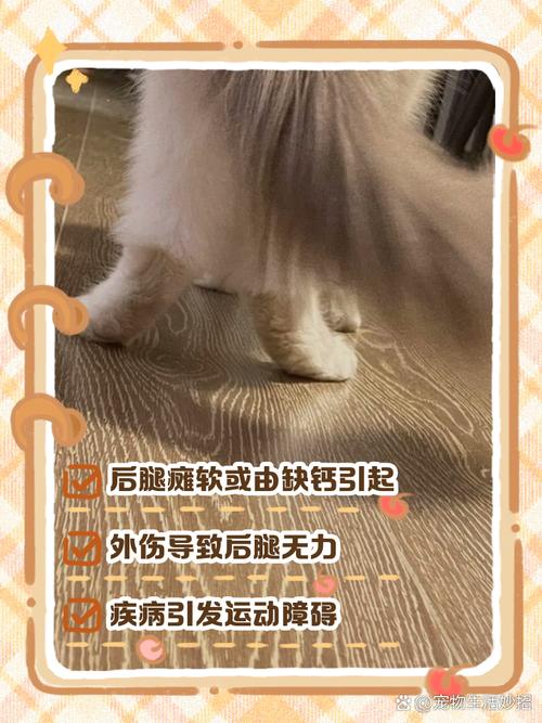 猫咪缺钙的症状有哪些,猫咪缺钙早期症状?-第1张图片-后鲨宠物 猫咪缺钙的症状有哪些,猫咪缺钙早期症状?-第1张图片-后鲨宠物