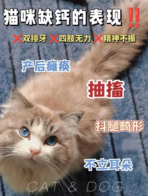 猫咪缺钙的症状有哪些,猫咪缺钙早期症状?-第5张图片-后鲨宠物 猫咪缺钙的症状有哪些,猫咪缺钙早期症状?-第5张图片-后鲨宠物