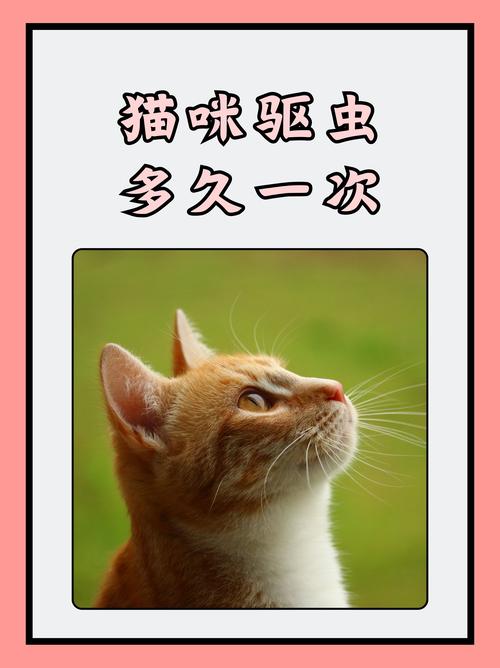 猫咪多久驱虫一次_四个月的猫咪多久驱虫一次-第6张图片-后鲨宠物 猫咪多久驱虫一次_四个月的猫咪多久驱虫一次-第6张图片-后鲨宠物