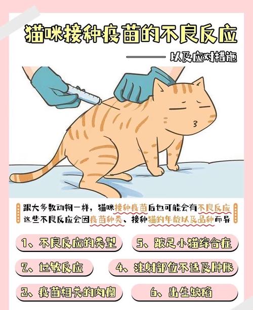 猫咪去哪里打疫苗,猫要去哪里打疫苗-第2张图片-后鲨宠物 猫咪去哪里打疫苗,猫要去哪里打疫苗-第2张图片-后鲨宠物