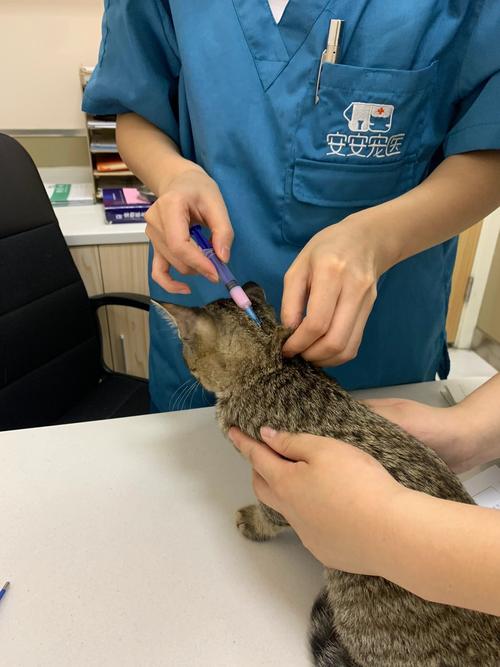 猫咪去哪里打疫苗,猫要去哪里打疫苗-第4张图片-后鲨宠物 猫咪去哪里打疫苗,猫要去哪里打疫苗-第4张图片-后鲨宠物