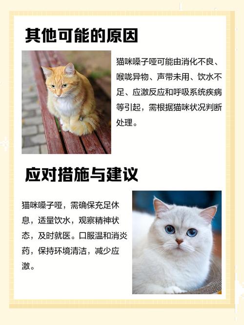 猫猫叫声沙哑_猫猫叫声沙哑但精神很好也能吃喝