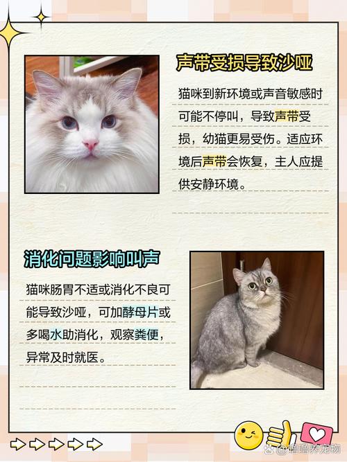 猫猫叫声沙哑_猫猫叫声沙哑但精神很好也能吃喝-第2张图片-后鲨宠物
