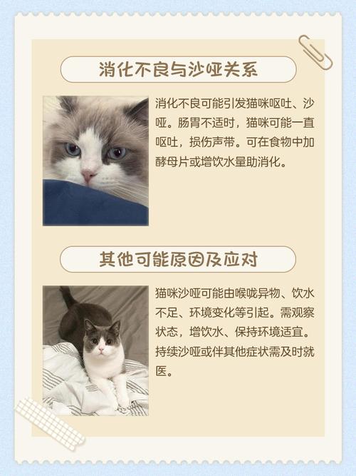 猫猫叫声沙哑_猫猫叫声沙哑但精神很好也能吃喝-第5张图片-后鲨宠物