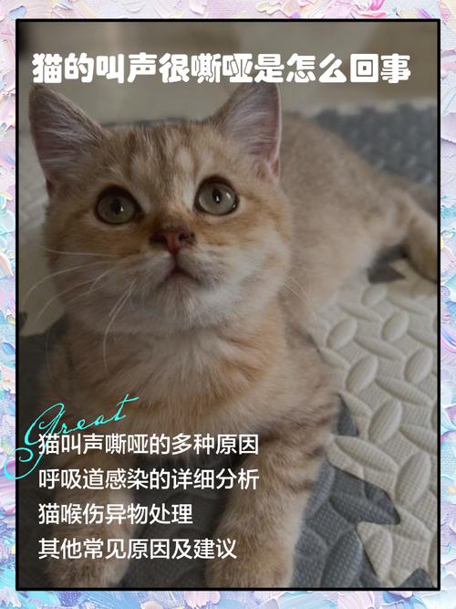 猫猫叫声沙哑_猫猫叫声沙哑但精神很好也能吃喝-第6张图片-后鲨宠物