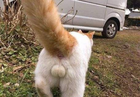 猫咪绝育后怎么照顾,猫咪绝育后怎么照顾它-第2张图片-后鲨宠物 猫咪绝育后怎么照顾,猫咪绝育后怎么照顾它-第2张图片-后鲨宠物