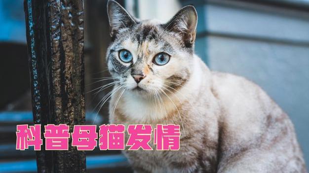 猫咪绝育后怎么照顾,猫咪绝育后怎么照顾它-第4张图片-后鲨宠物 猫咪绝育后怎么照顾,猫咪绝育后怎么照顾它-第4张图片-后鲨宠物